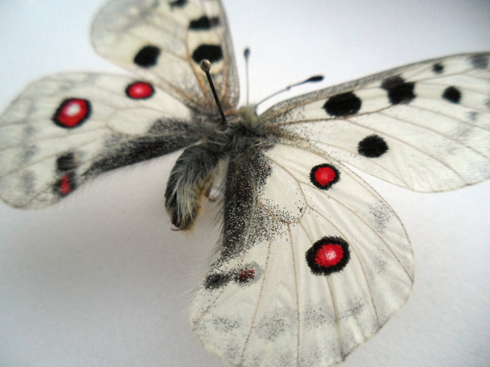 PARNASSIUS APOLLO CARPATICUS BILATERAL GYNANDROMORPH SLOVAKIA 3 (Internet Image property of respective owner, non-commercial use only)